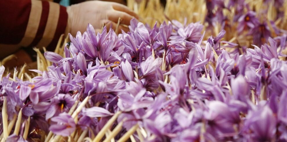 Hands sorting saffron flowers.