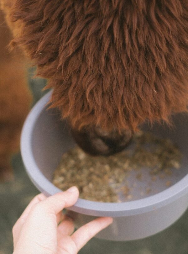 a person feeding a cow from a bowl