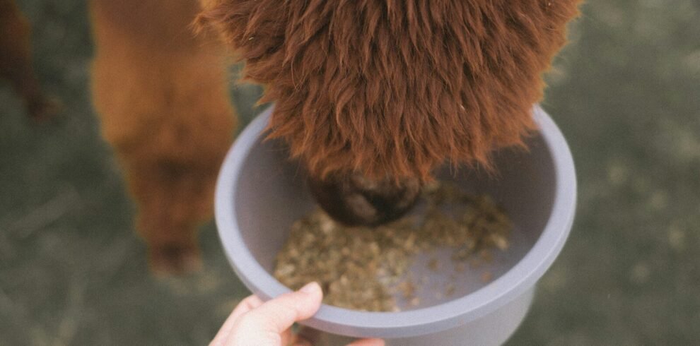 a person feeding a cow from a bowl