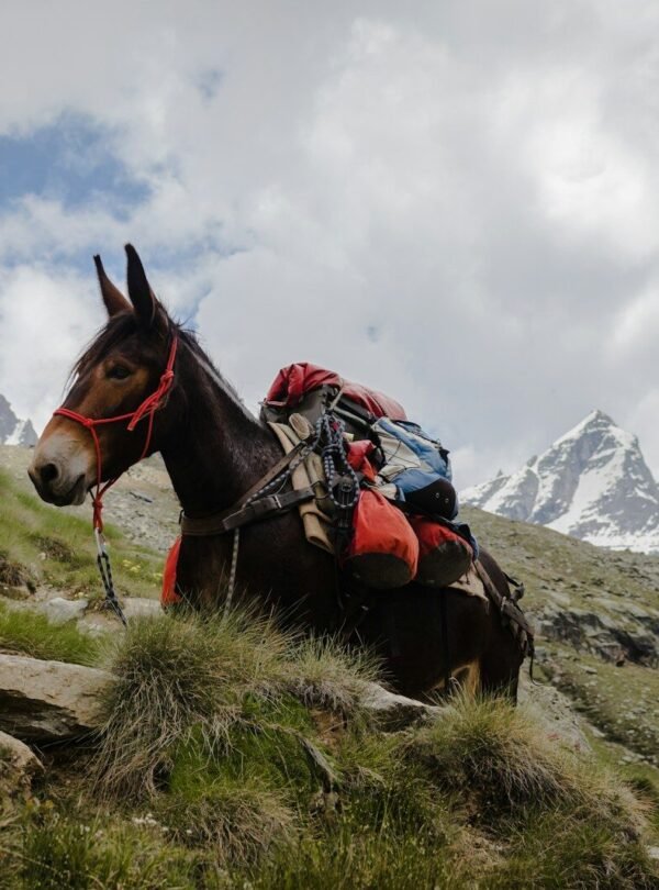 person riding on horse on top of mountain