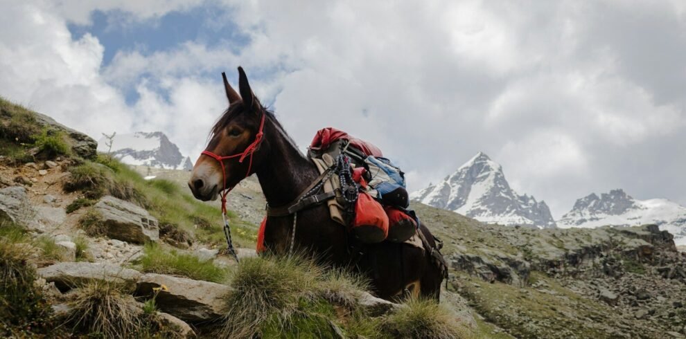 person riding on horse on top of mountain