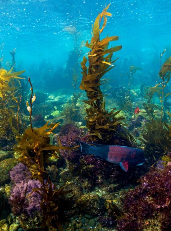 Underwater kelp forest and marine life.