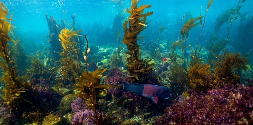 Underwater kelp forest and marine life.