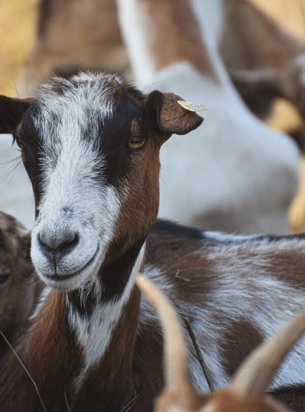 white and black goat on brown grass field during daytime