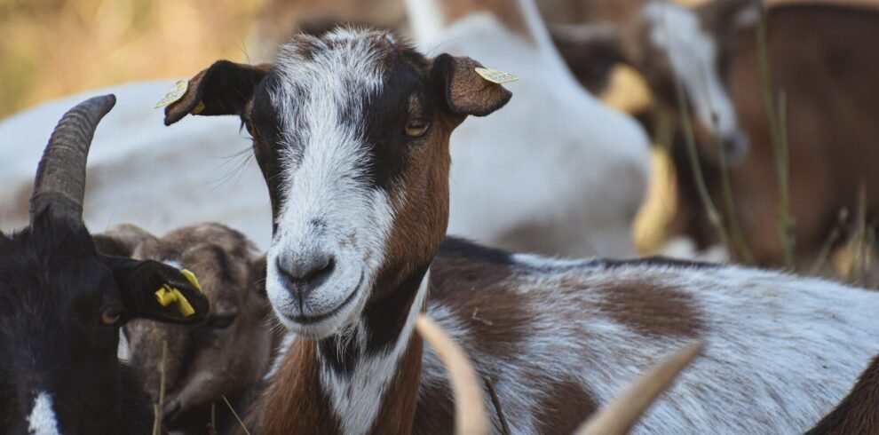 white and black goat on brown grass field during daytime