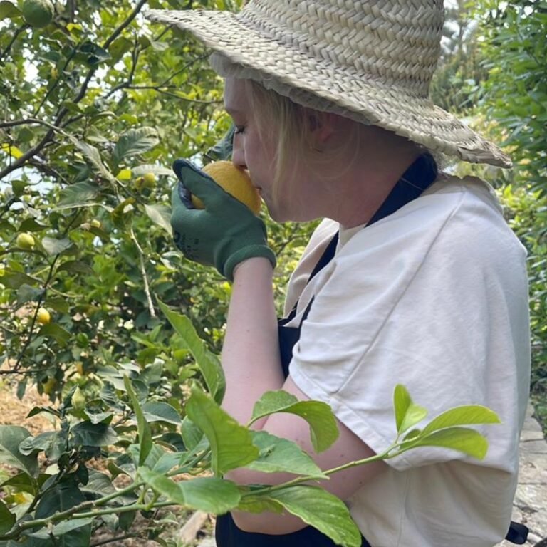 Traveler in a straw hat and gardening gloves smelling a fresh lemon on a citrus tree