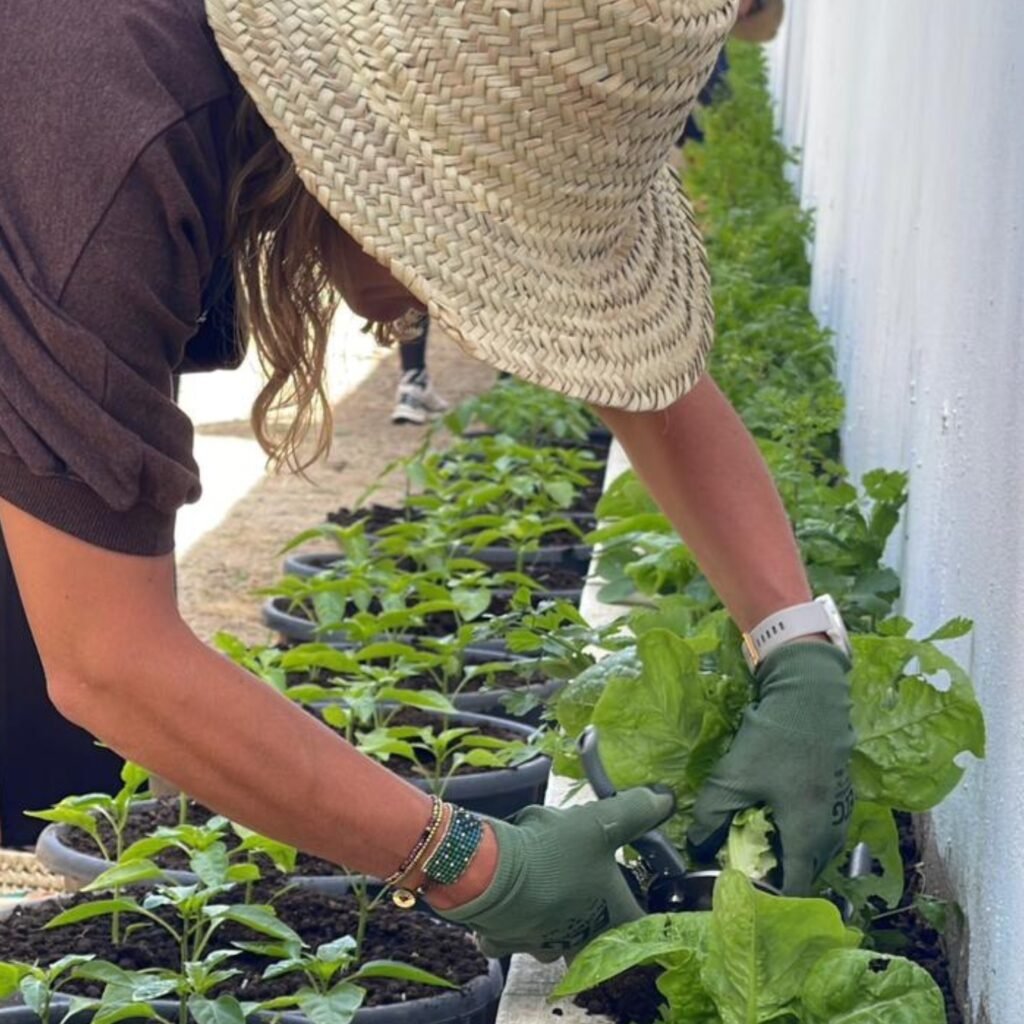 Travelers wearing straw hats participating in an organic garden harvest activity