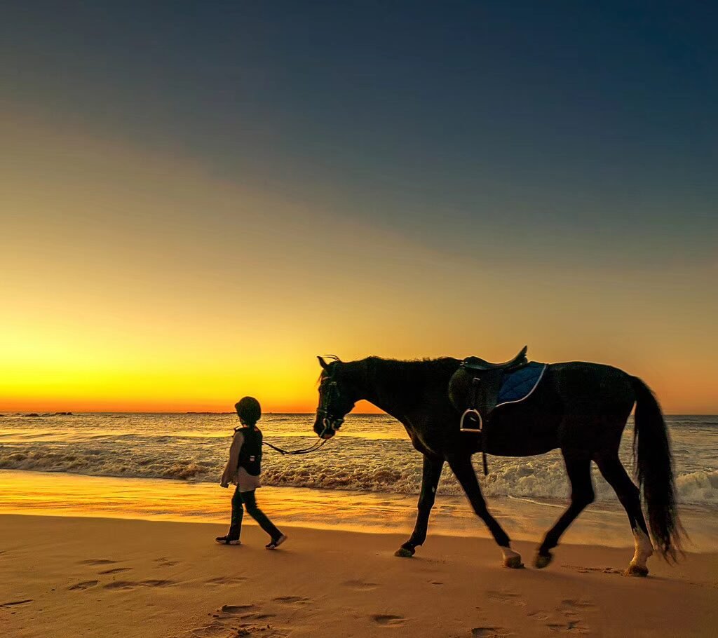 A person walking a saddled dark horse along a sandy beach shore during a golden sunset