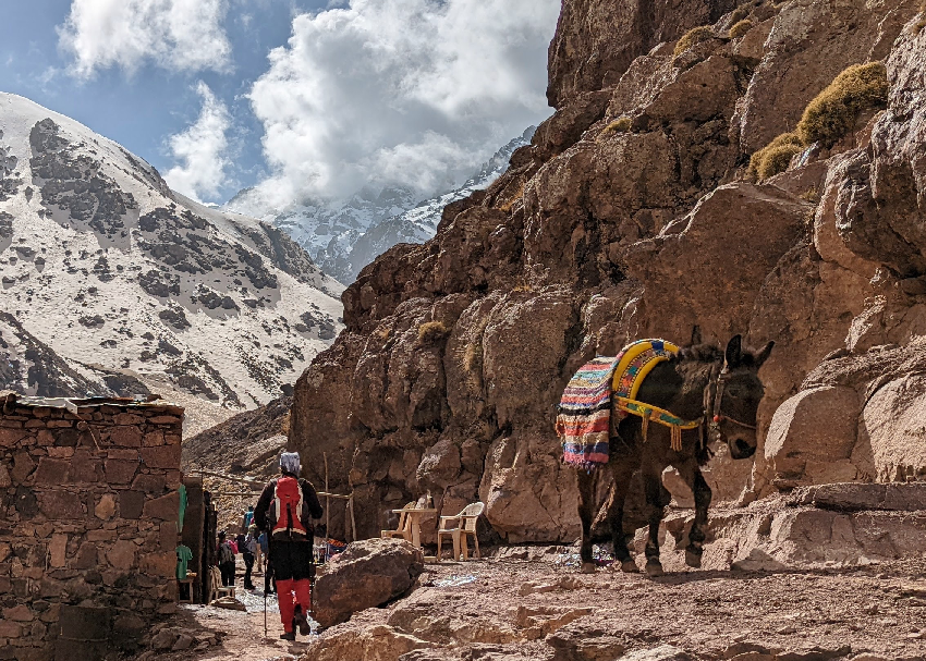Mule climbing rocky mountain path.