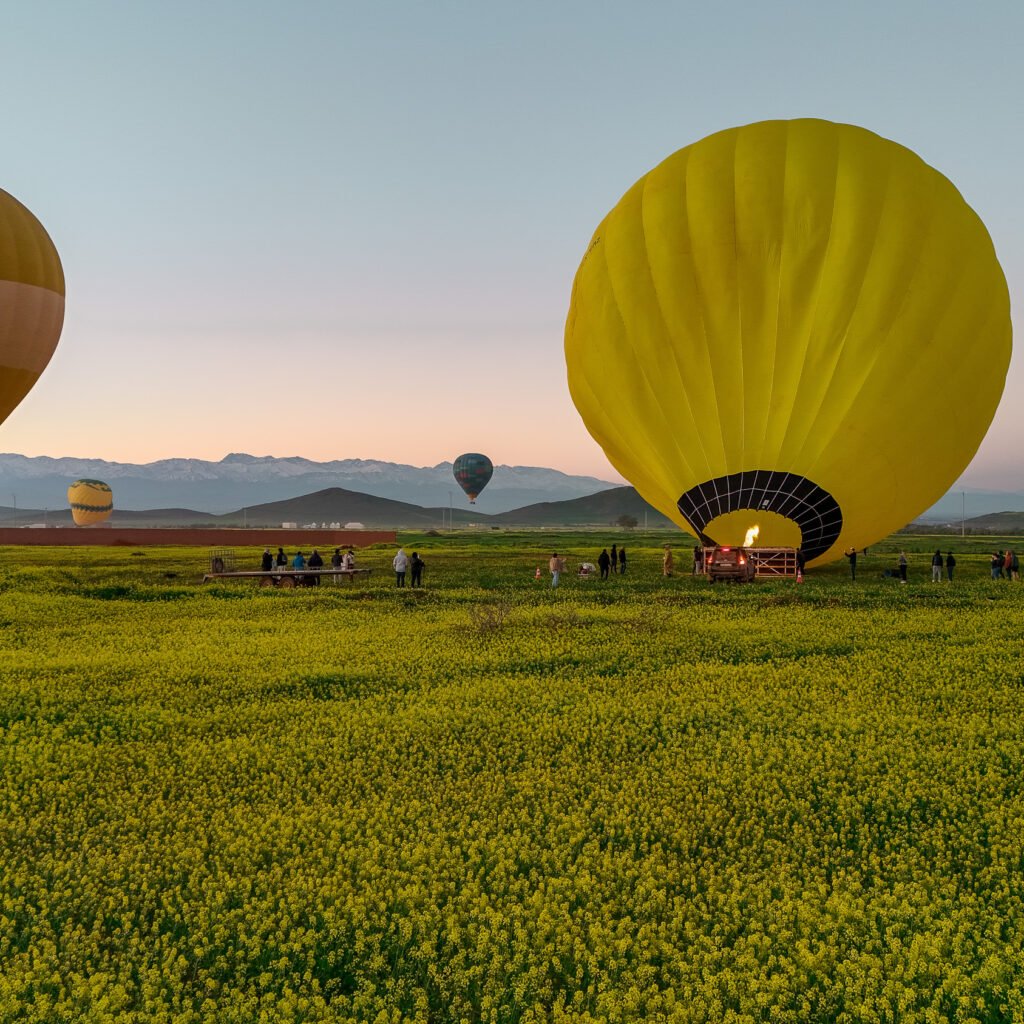 Hot air balloons inflating in a yellow flower field before flight in Morocco