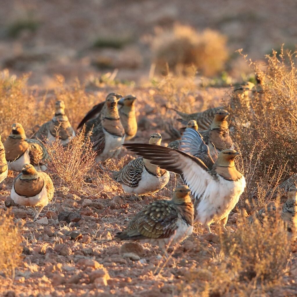 Mount Saghro – 10 Days of Exploration Through the Draa Valley