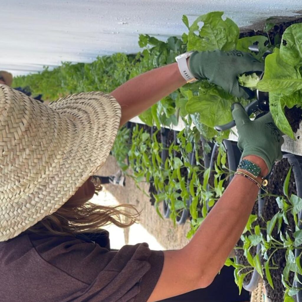 Travelers wearing straw hats participating in an organic garden harvest activity