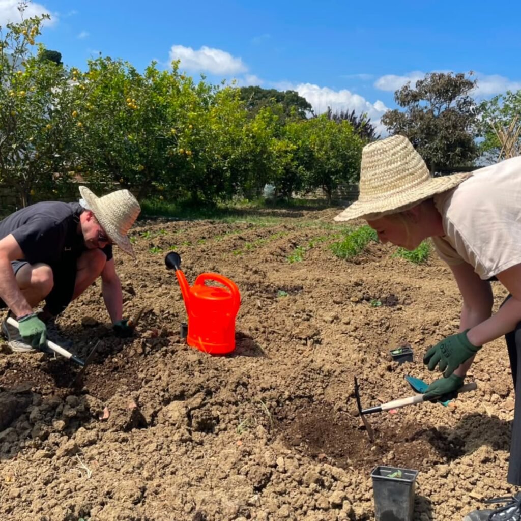 Two travelers in straw sun hats using hand tools to dig soil and plant saplings in an organic farm field